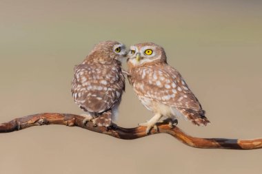 Little owls. (Athene noctua). Nature background.  clipart