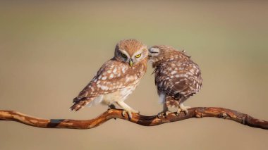 Küçük baykuşlar. (Athene noctua) Doğa arkaplanı. 