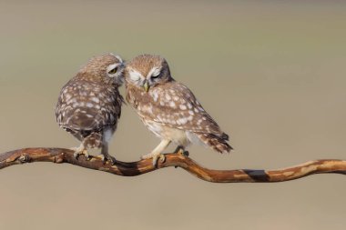 Küçük baykuşlar. (Athene noctua) Doğa arkaplanı. 