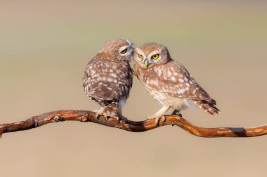 Küçük baykuşlar. (Athene noctua) Doğa arkaplanı. 
