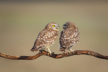 Küçük baykuşlar. (Athene noctua) Doğa arkaplanı. 