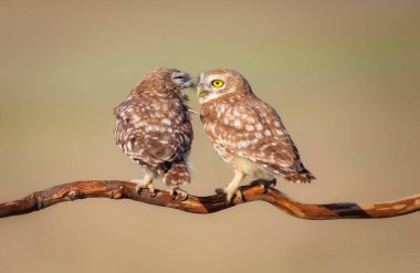 Küçük baykuşlar. (Athene noctua) Doğa arkaplanı. 