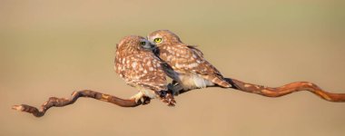 Küçük baykuşlar. (Athene noctua) Doğa arkaplanı. 