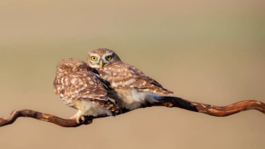 Küçük baykuşlar. (Athene noctua) Doğa arkaplanı. 
