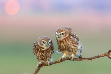 Küçük baykuşlar. (Athene noctua) Doğa arkaplanı. 