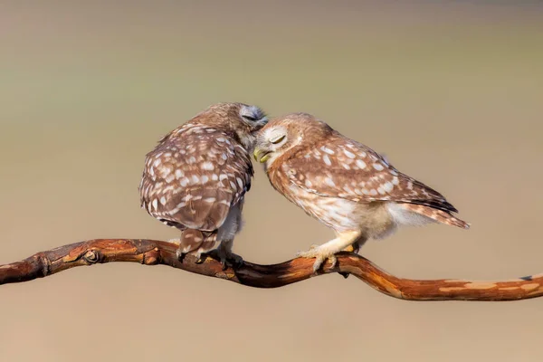 Små Ugglor Athene Noctua Naturbakgrund — Stockfoto