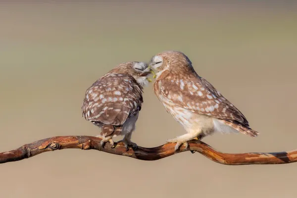 Μικρές Κουκουβάγιες Athene Noctua Φόντο Φύσης — Φωτογραφία Αρχείου