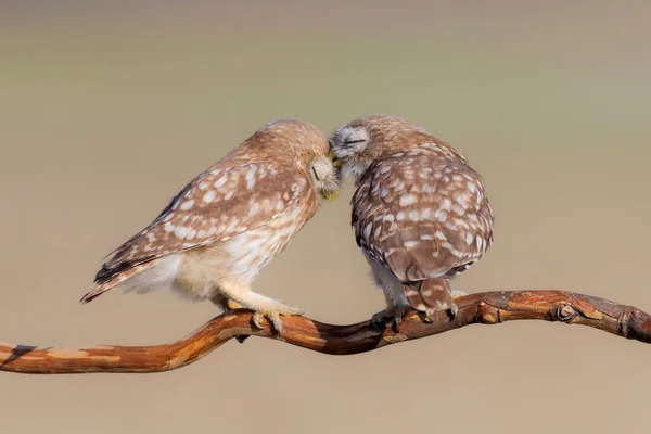 Pequenas Corujas Athene Noctua Natureza Fundo — Fotografia de Stock