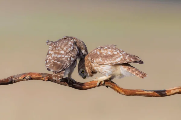 Petits Hiboux Athene Noctua Contexte Naturel — Photo