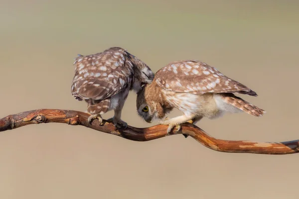 Μικρές Κουκουβάγιες Athene Noctua Φόντο Φύσης — Φωτογραφία Αρχείου