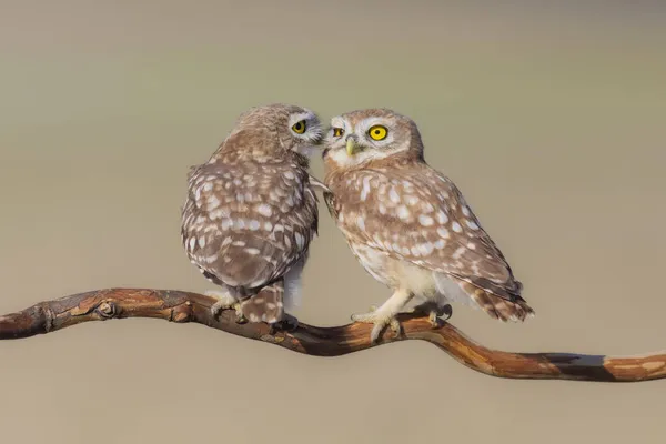 Kleine Eulen Athene Noctua Hintergrund Natur — Stockfoto