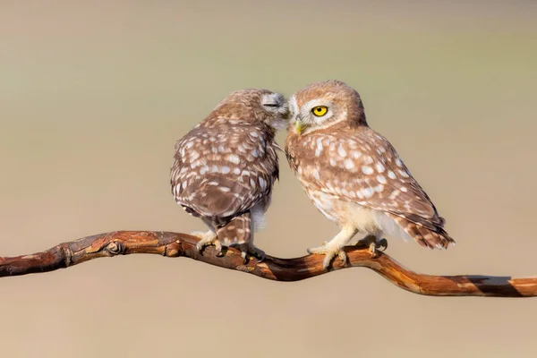 Μικρές Κουκουβάγιες Athene Noctua Φόντο Φύσης — Φωτογραφία Αρχείου