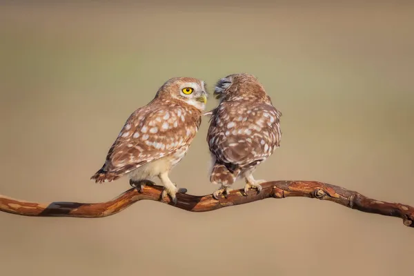 Små Ugglor Athene Noctua Naturbakgrund — Stockfoto