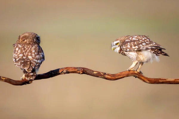 Little Owls Athene Noctua Nature Background — Stock Photo, Image