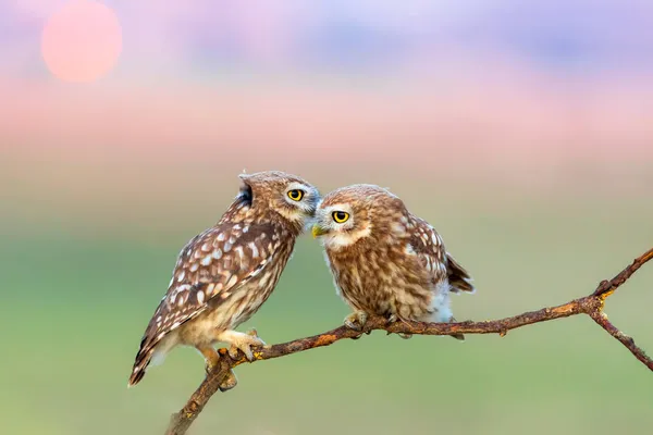 Little Owls Athene Noctua Nature Background — Stock Photo, Image