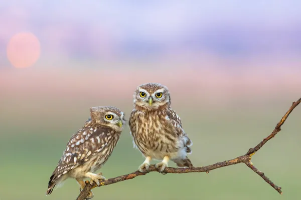 Pequeños Búhos Athene Noctua Fondo Naturaleza — Foto de Stock