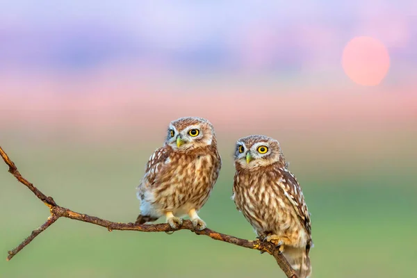Little Owls Athene Noctua Nature Background — Stock Photo, Image