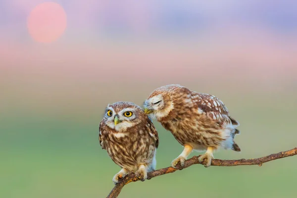 Μικρές Κουκουβάγιες Athene Noctua Φόντο Φύσης — Φωτογραφία Αρχείου