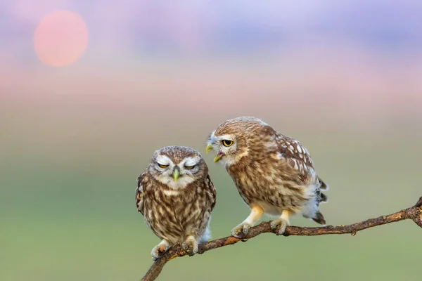 Μικρές Κουκουβάγιες Athene Noctua Φόντο Φύσης — Φωτογραφία Αρχείου