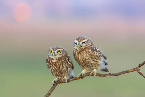 Küçük Baykuşlar Athene Noctua Doğa Arkaplanı — Stok fotoğraf