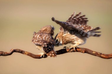 Savaşan kuşlar. Küçük baykuşlar. Renkli doğa geçmişi. Athene noctua.  