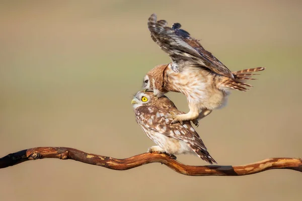 Fghting Birds Little Owls Colorful Nature Background Athene Noctua — Stock Photo, Image