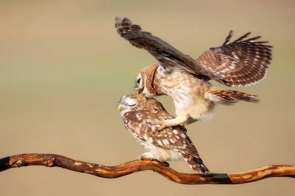 Flående Fåglar Små Ugglor Färgglada Natur Bakgrund Aten Noctua — Stockfoto