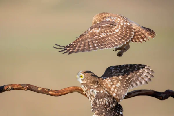 Flående Fåglar Små Ugglor Färgglada Natur Bakgrund Aten Noctua — Stockfoto