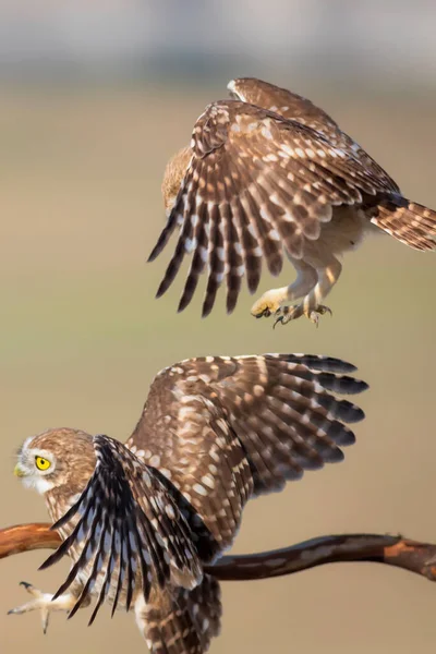 Luchando Contra Pájaros Pequeños Búhos Fondo Colorido Naturaleza Atenea Noctua —  Fotos de Stock