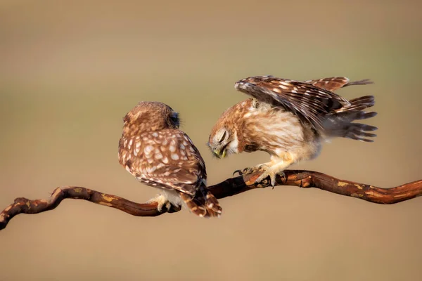 Luchando Contra Pájaros Pequeños Búhos Fondo Colorido Naturaleza Atenea Noctua —  Fotos de Stock