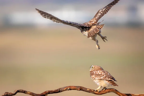 Luchando Contra Pájaros Pequeños Búhos Fondo Colorido Naturaleza Atenea Noctua —  Fotos de Stock