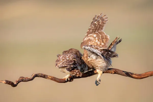 Fghting Birds Little Owls Colorful Nature Background Athene Noctua — Stock Photo, Image