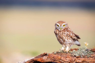 Küçük baykuş. (Athene noctua) Doğa arkaplanı. 