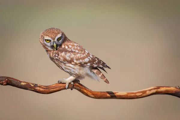 Liten Uggla Athene Noctua Färgglad Natur Bakgrund — Stockfoto