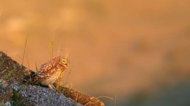 Küçük baykuş. (Athene noctua) Doğa arkaplanı. 