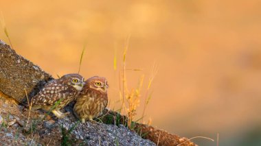 Küçük baykuşlar. (Athene noctua) Doğa arkaplanı. 