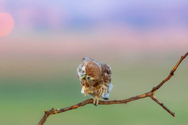 Küçük baykuş. (Athene noctua) Doğa arkaplanı. 