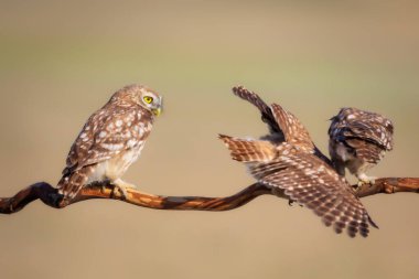 Küçük baykuşlar. (Athene noctua) Doğa arkaplanı.  