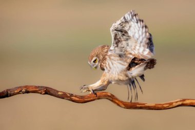 Küçük baykuş. (Athene noctua) Renkli doğa.