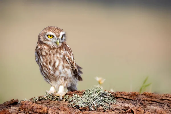 Petite Chouette Athene Noctua Contexte Naturel — Photo