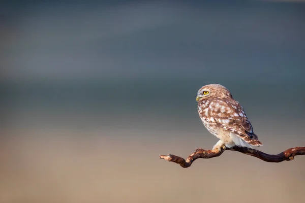 Pequeño Búho Athene Noctua Fondo Naturaleza —  Fotos de Stock