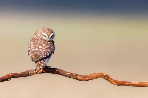 Pequeño Búho Athene Noctua Fondo Naturaleza — Foto de Stock