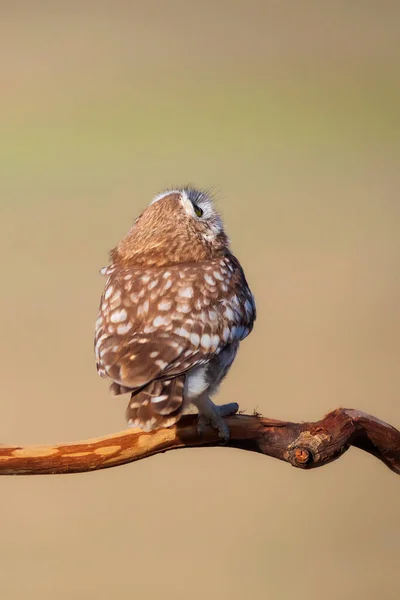 Petite Chouette Athene Noctua Contexte Naturel — Photo