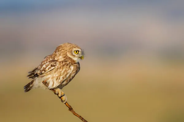 Küçük Baykuş Athene Noctua Doğa Arkaplanı — Stok fotoğraf