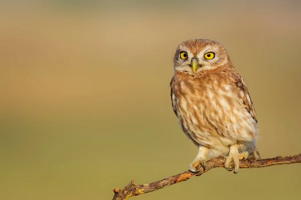 Malá Sova Athéna Noctua Pozadí Přírody — Stock fotografie