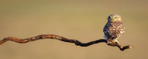 Steinkauz Athene Noctua Hintergrund Natur — Stockfoto