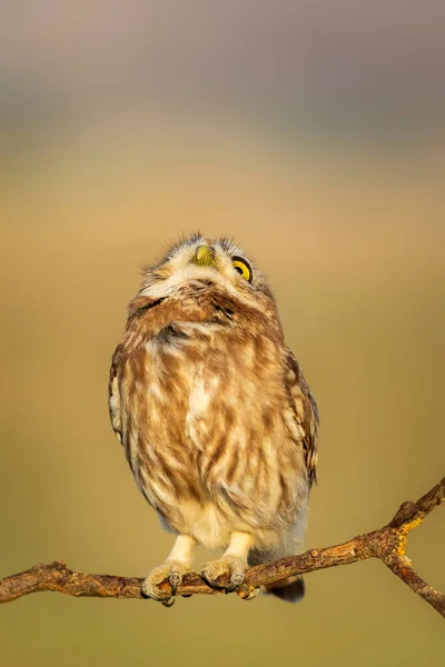 Little Owl Athene Noctua Nature Background — Stock Photo, Image
