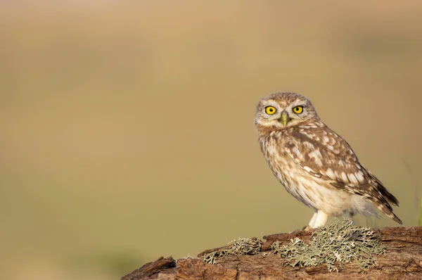 Küçük Baykuş Athene Noctua Doğa Arkaplanı — Stok fotoğraf