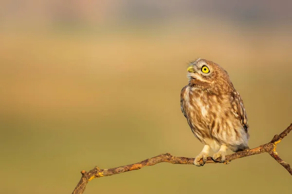 Pequena Coruja Athene Noctua Natureza Fundo — Fotografia de Stock