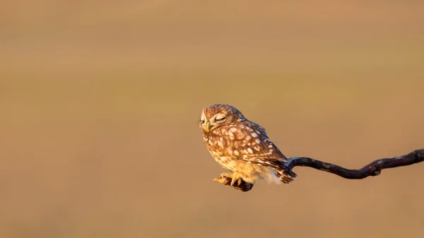 Pequeño Búho Athene Noctua Fondo Naturaleza — Foto de Stock